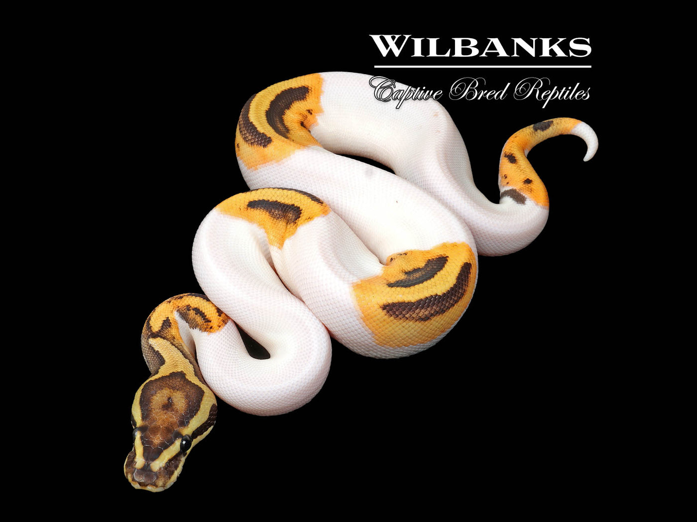 Fire Pied Ball Python ♀ '25
