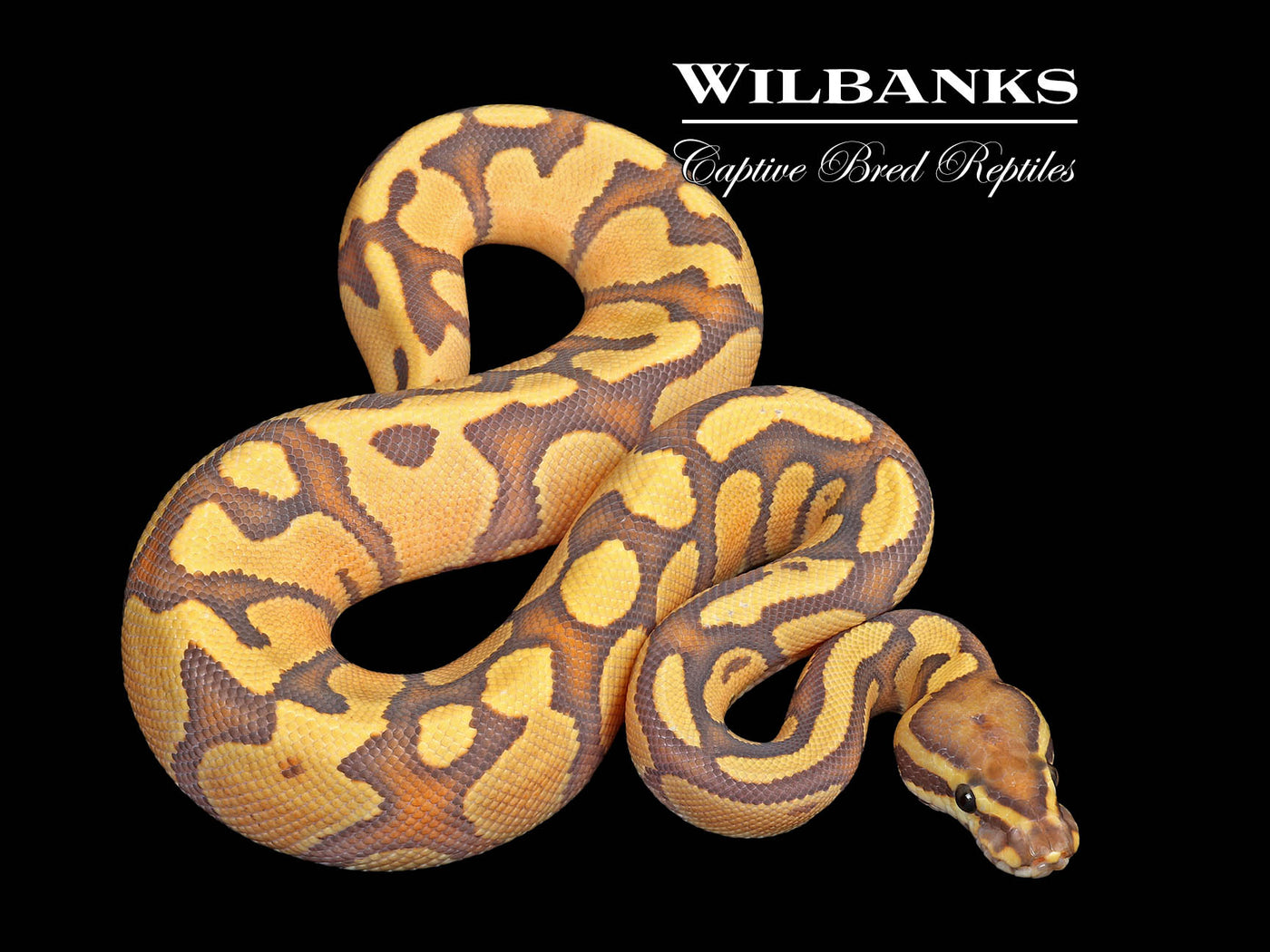 Orange Dream Fire Hypo Ball Python ♂ '25
