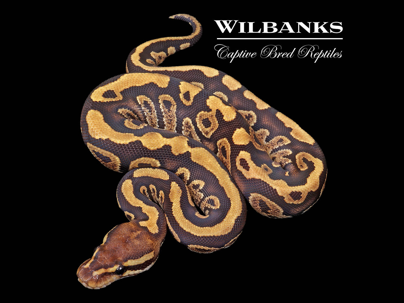 Mahogany Fire Ball Python ♀ '25