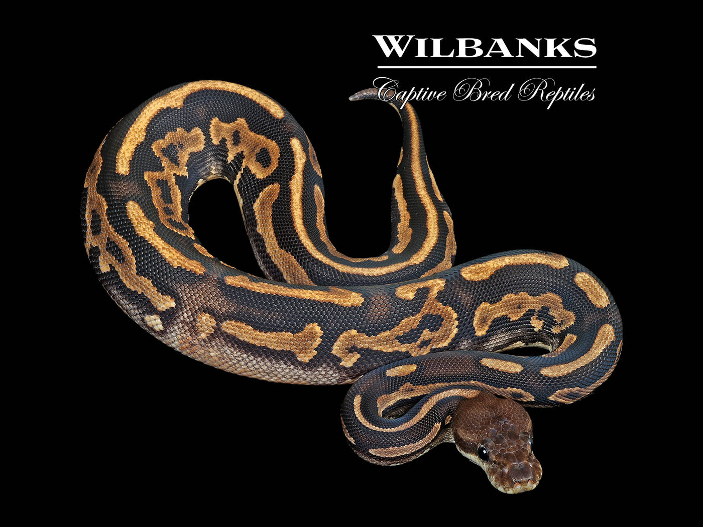 Leopard Cinnamon Ball Python ♀ '25