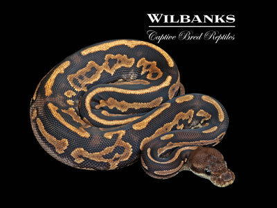 Leopard Cinnamon Ball Python ♀ '25