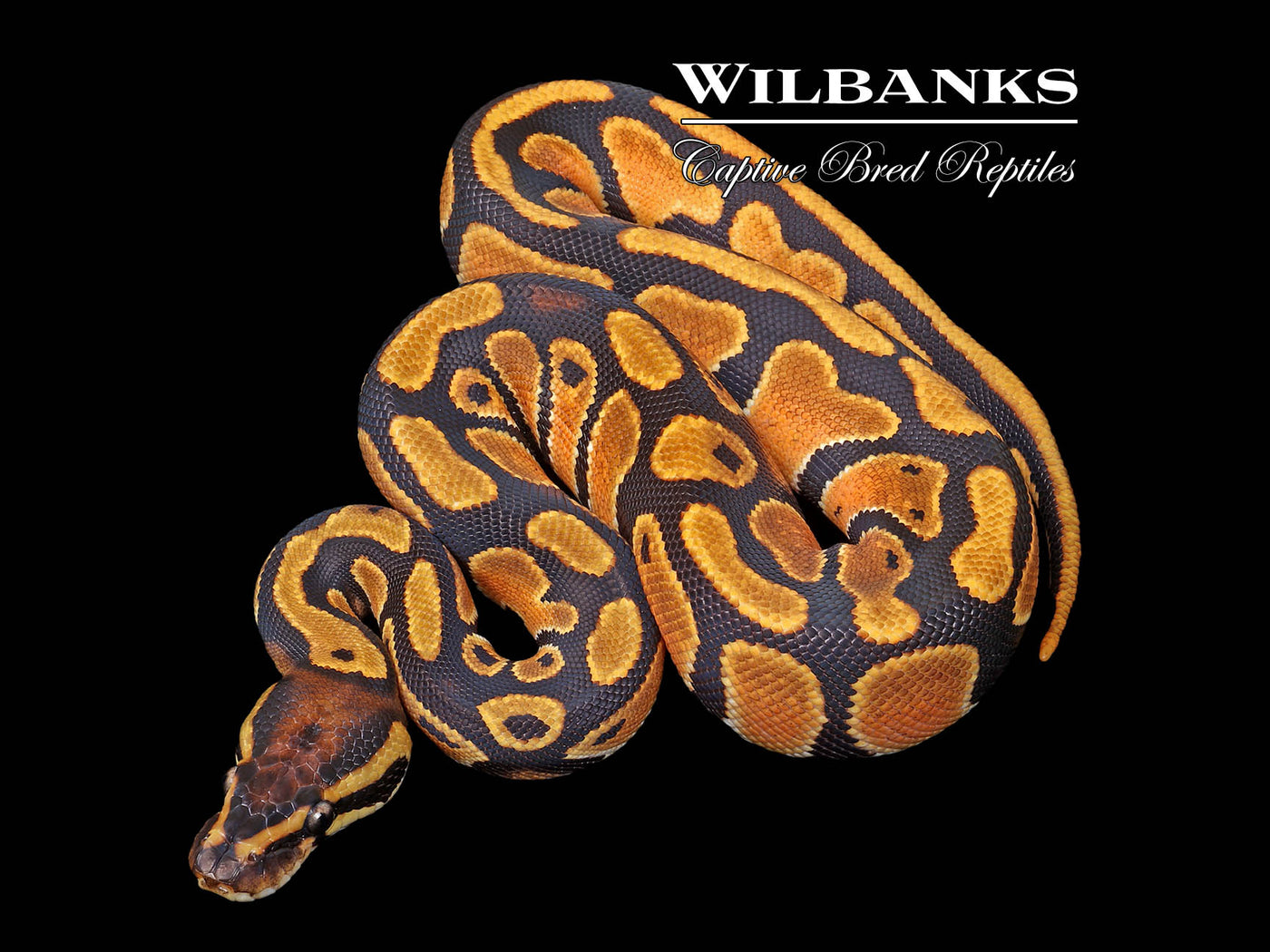Orange Dream 100% DH Lavender Pied Ball Python ♀ '25