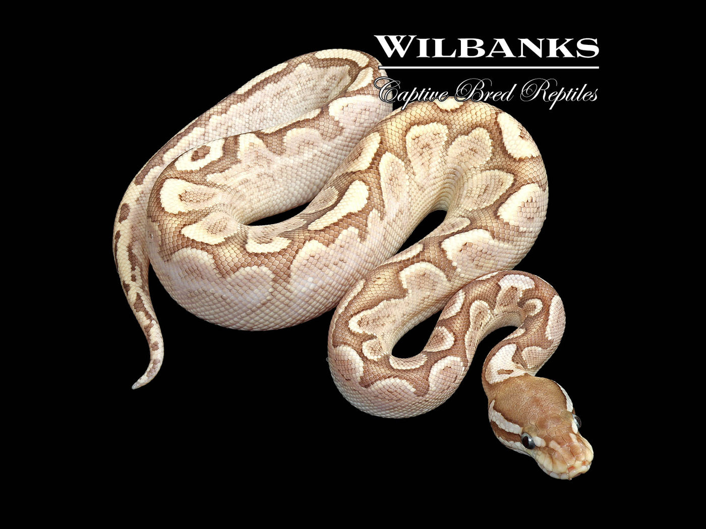 Bamboo Cinnamon Yellow Belly Ball Python ♂ '25