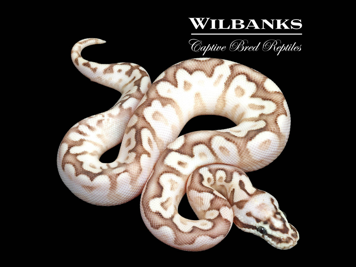 Fire Queen Bee Yellow Belly Ball Python ♂ '25