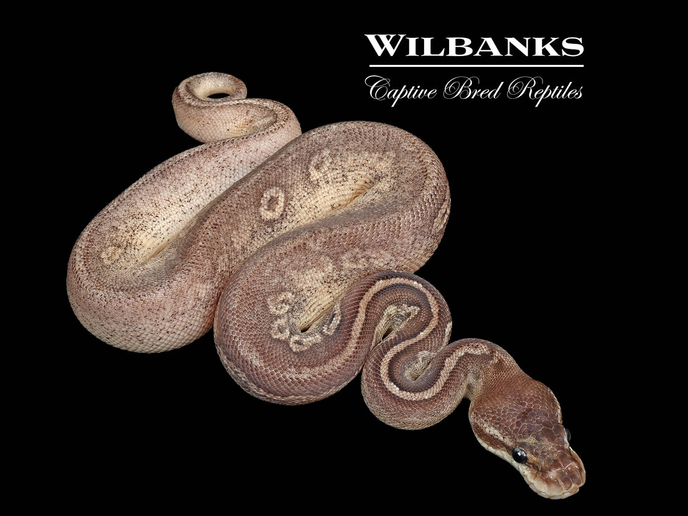 Blackhead Pewter 100% DH Clown Pied Ball Python ♂ '25