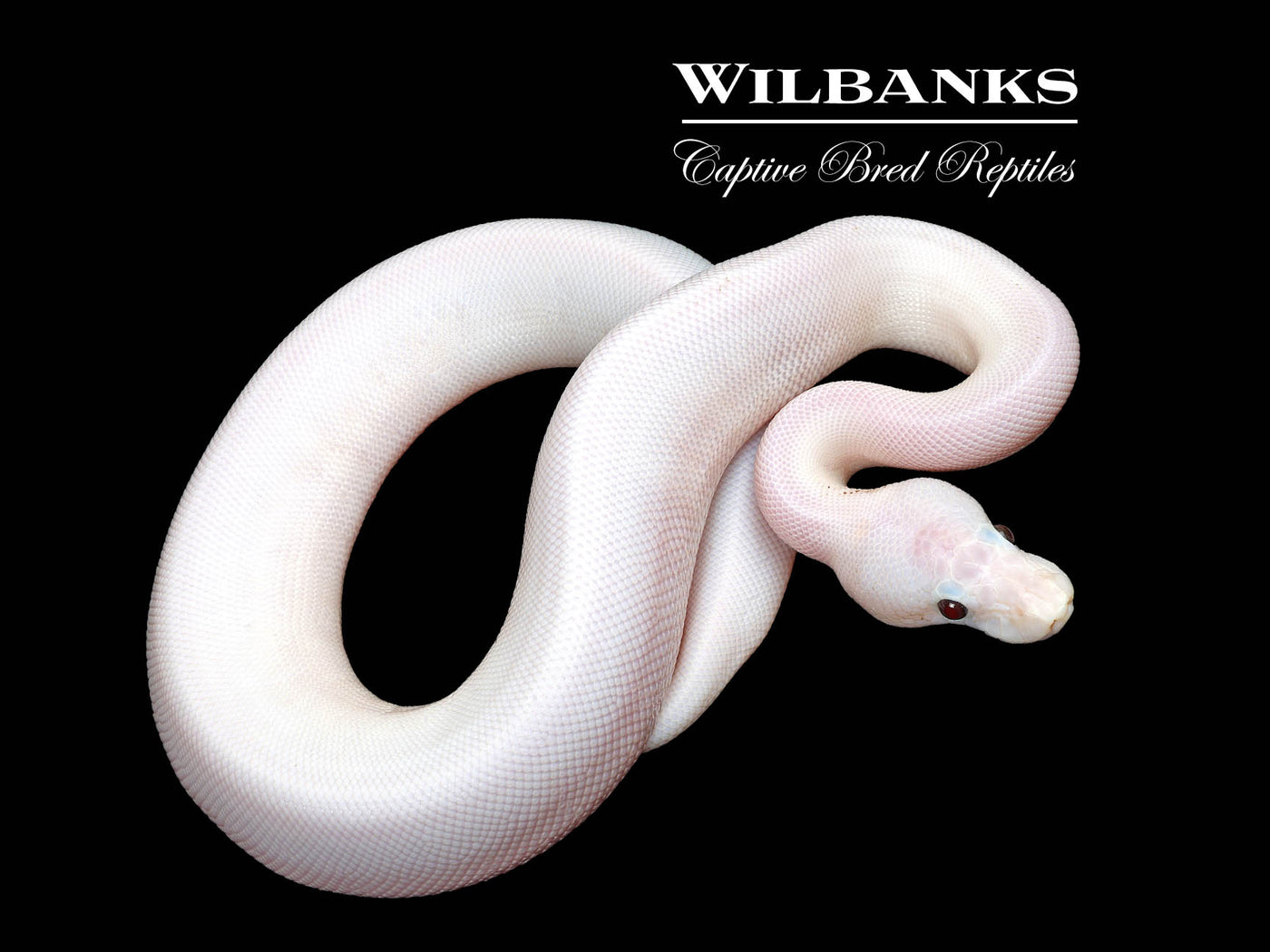 Banana Super Fire Ball Python ♂ '25