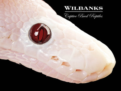 Banana Super Fire Ball Python ♂ '25