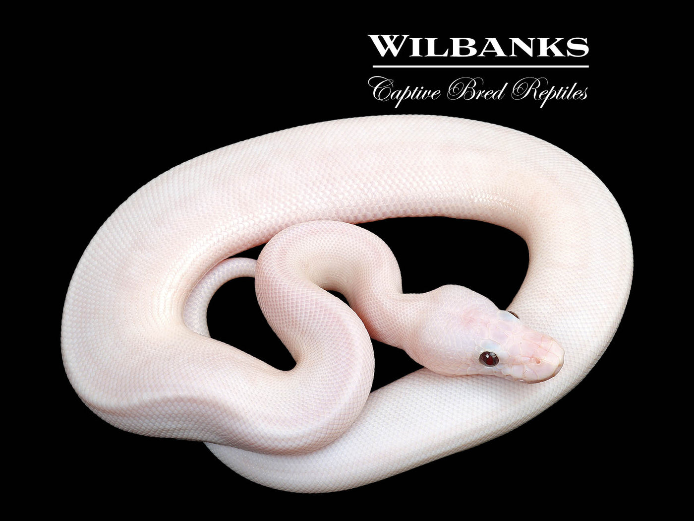 Banana Super Fire Ball Python ♂ '25