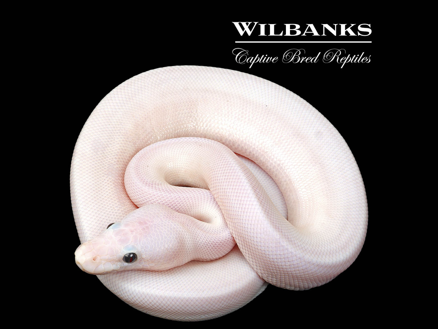 Super Fire Ball Python ♂ '25