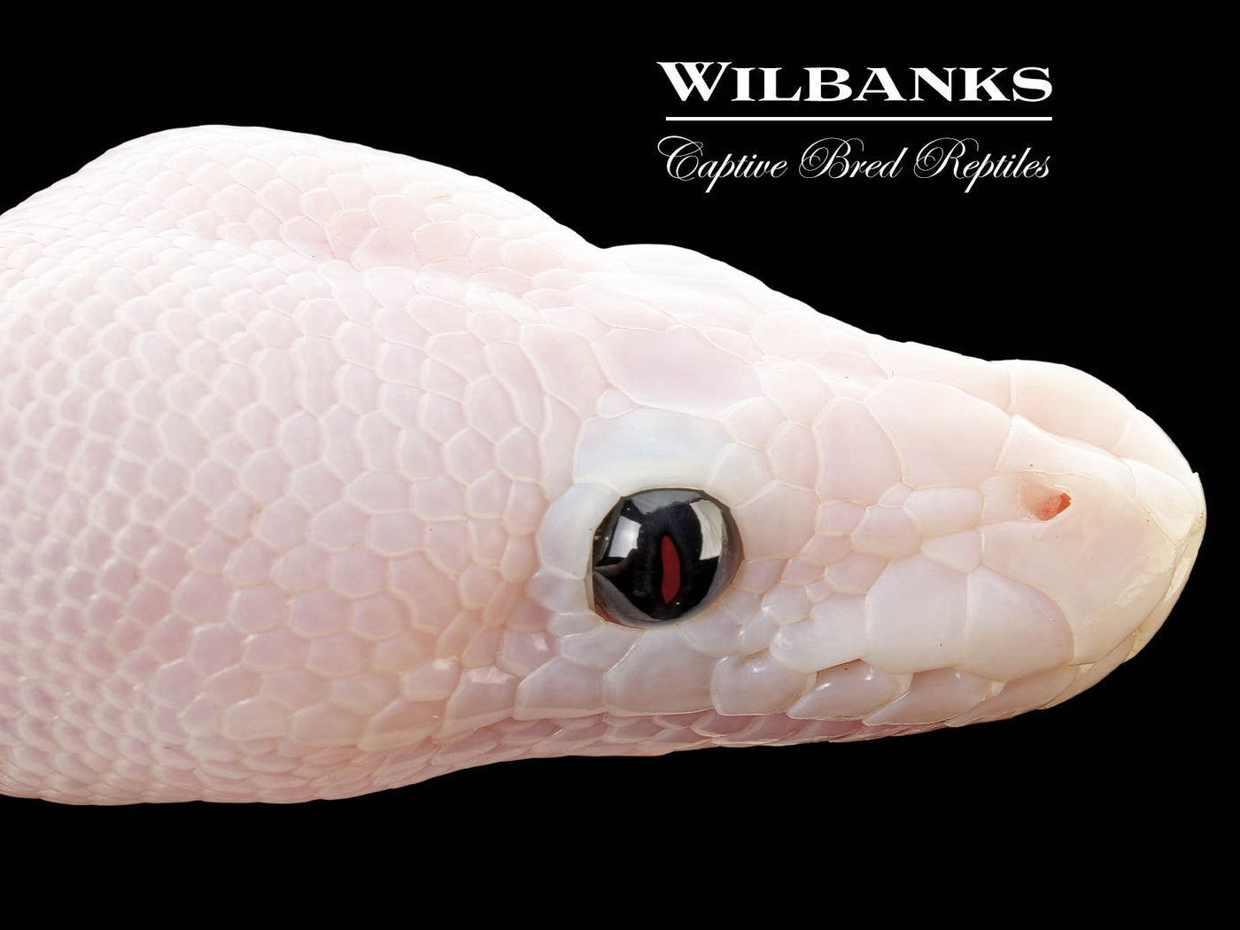 Super Fire Ball Python ♂ '25