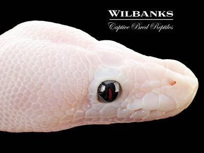 Super Fire Ball Python ♂ '25