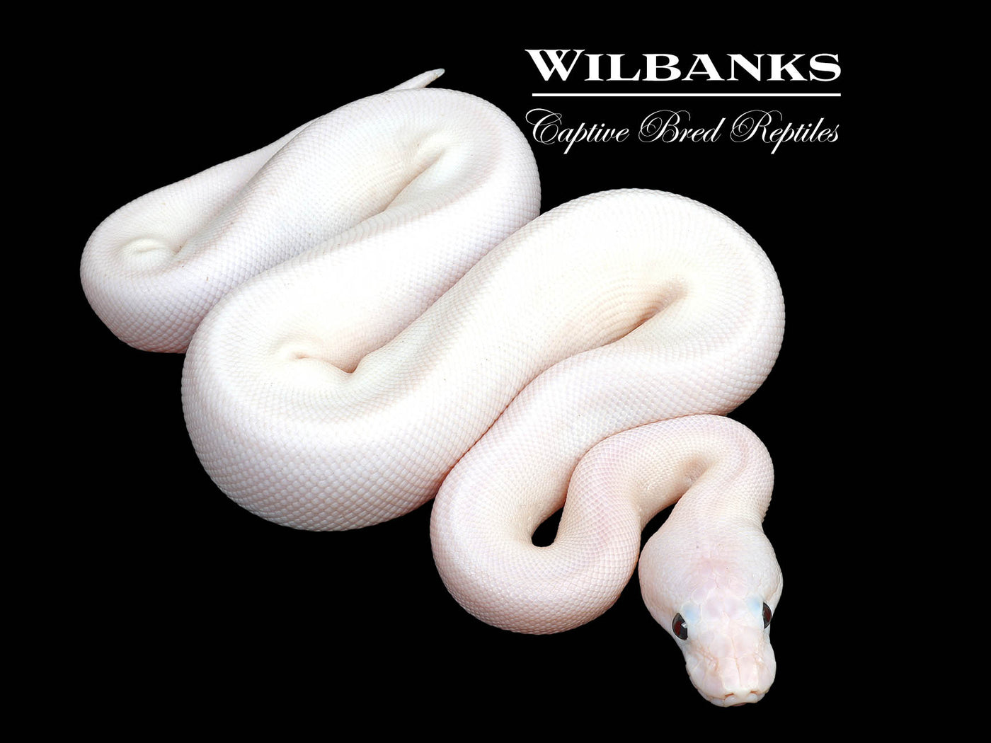 Super Fire Ball Python ♀ '25