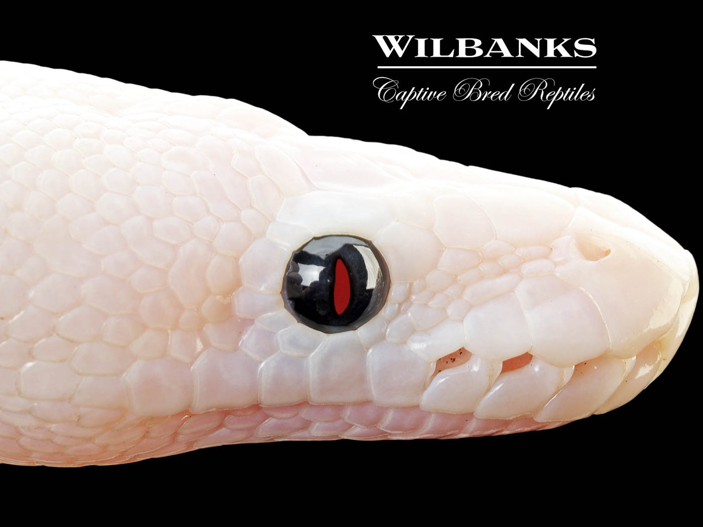 Super Fire Ball Python ♀ '25