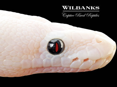 Super Fire Ball Python ♀ '25