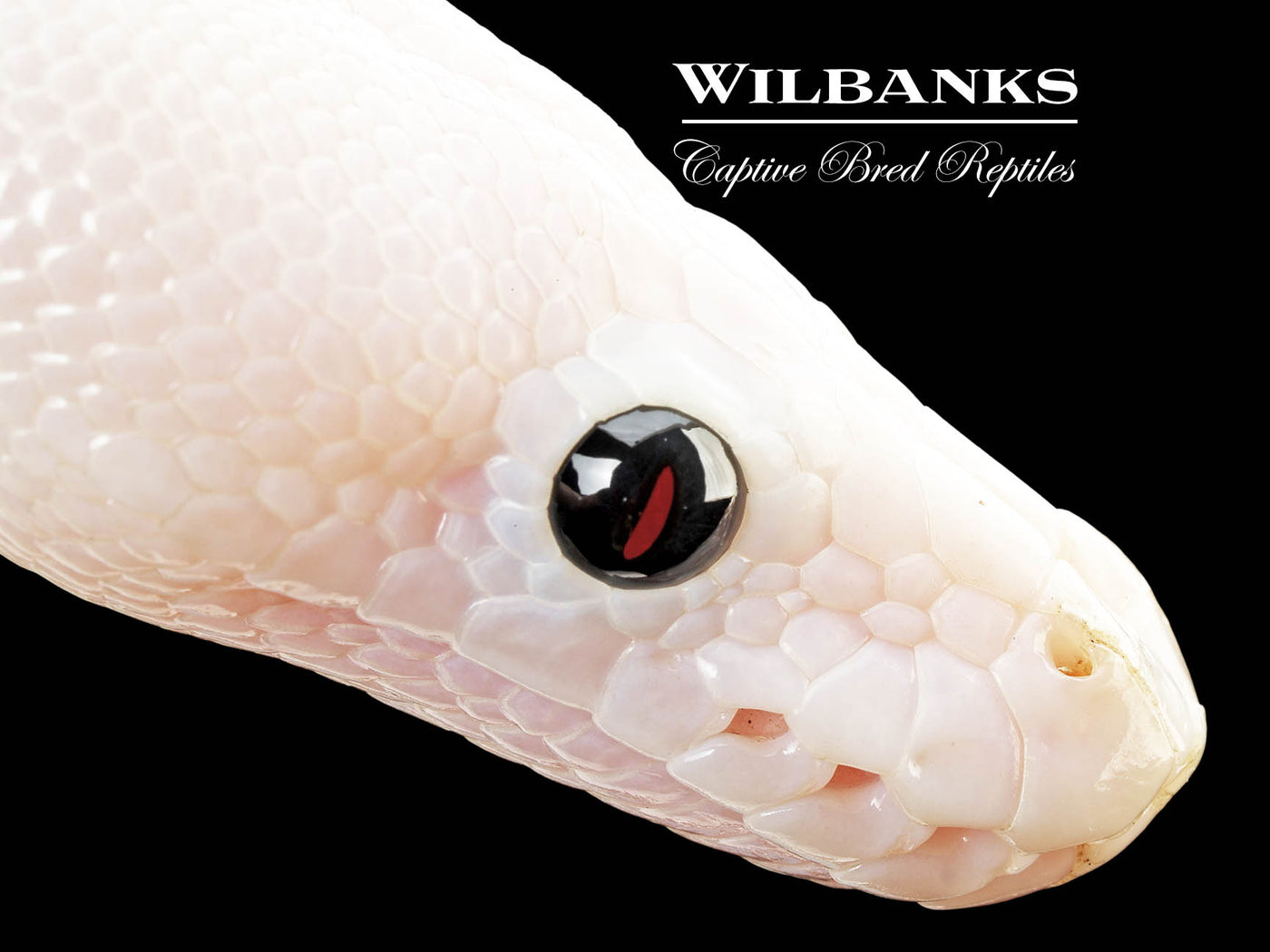 Super Fire 100% Het. Hypo Ball Python ♀ '25