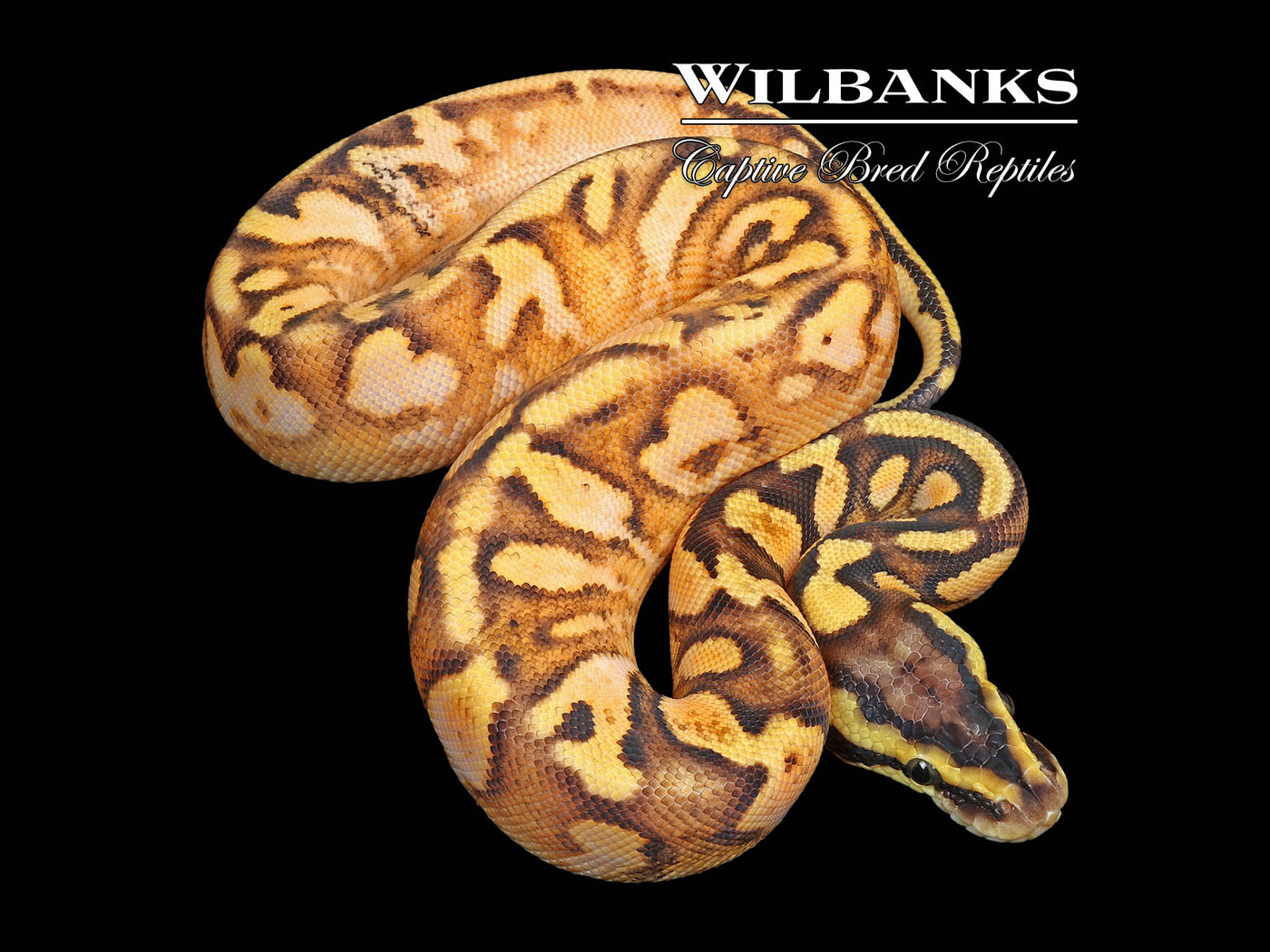 Pastel Enchi Sugar Yellow Belly or Asphalt Ball Python ♂ '25