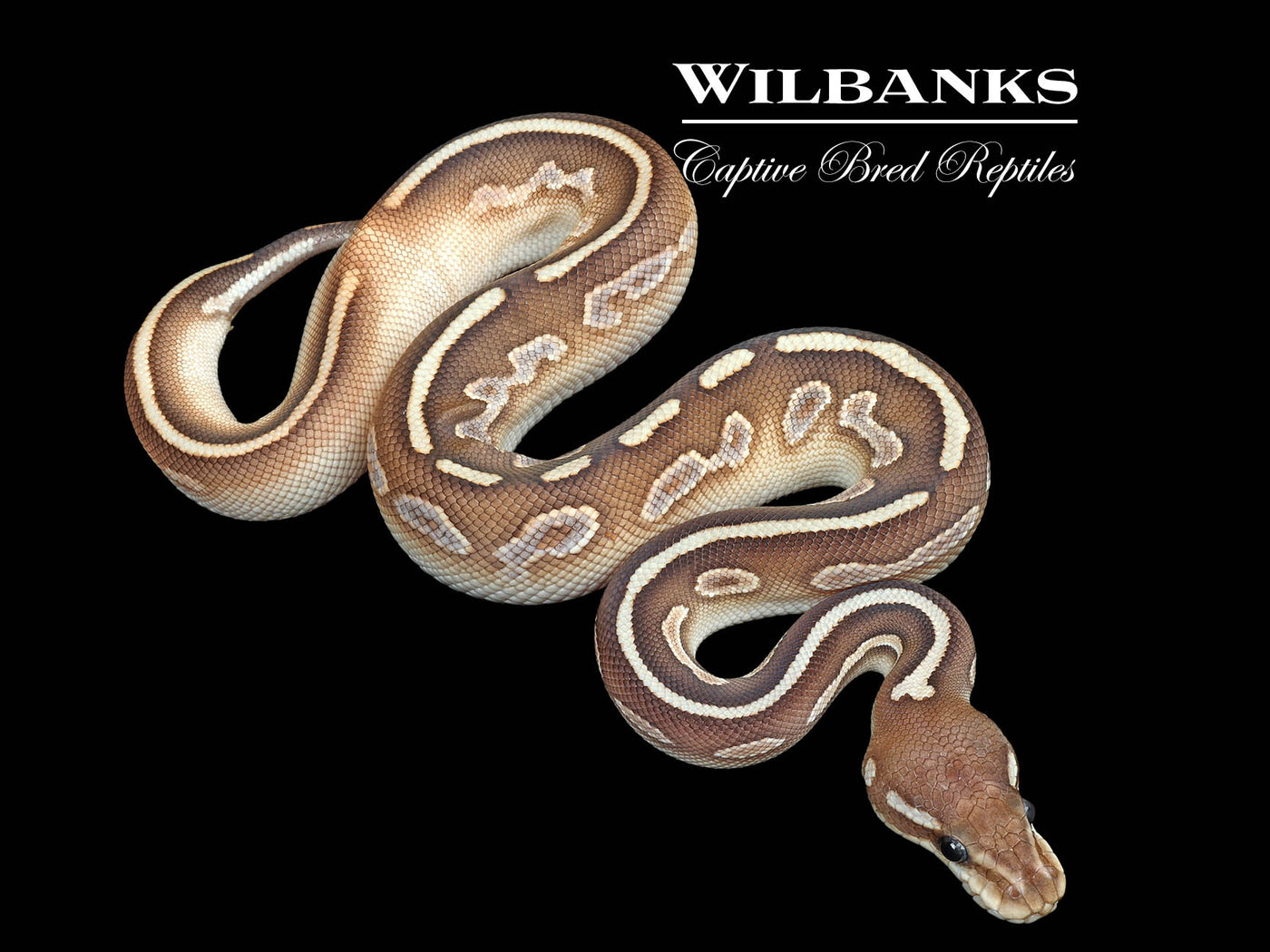 Sugar Black Pastel Mojave Yellow Belly Ball Python ♀ '25