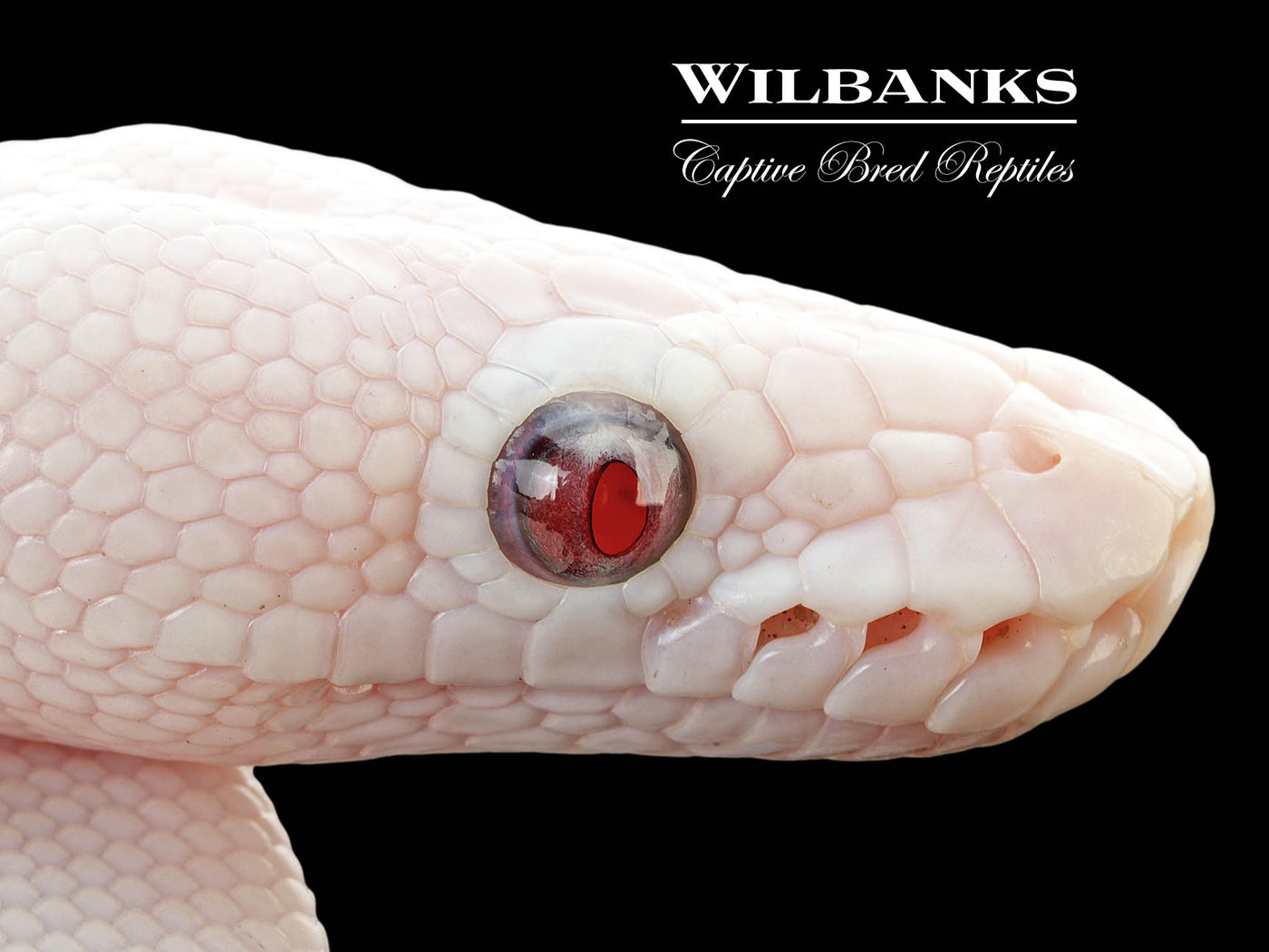 Banana Blue Eyed Leucistic (Mojave Butter) Ball Python ♂ '25