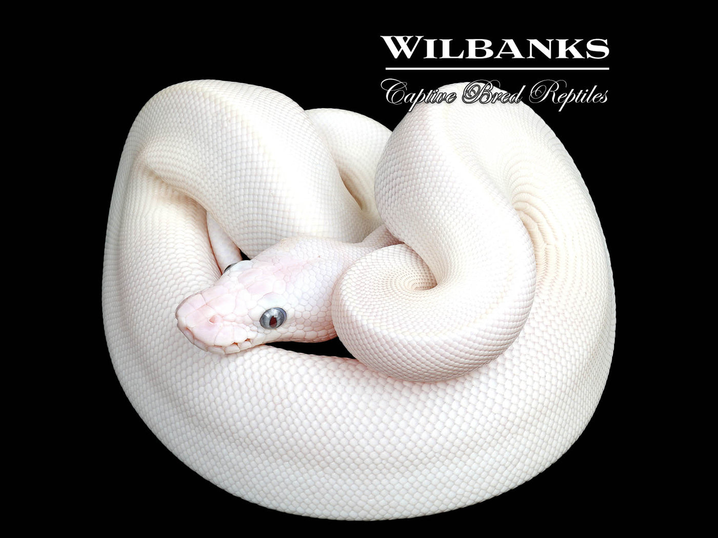 Blue Eyed Leucistic (Mojave Butter) Ball Python ♀ '25