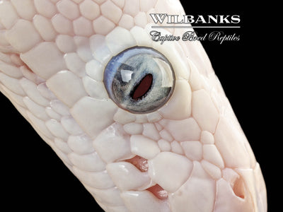Blue Eyed Leucistic (Mojave Butter) Ball Python ♀ '25
