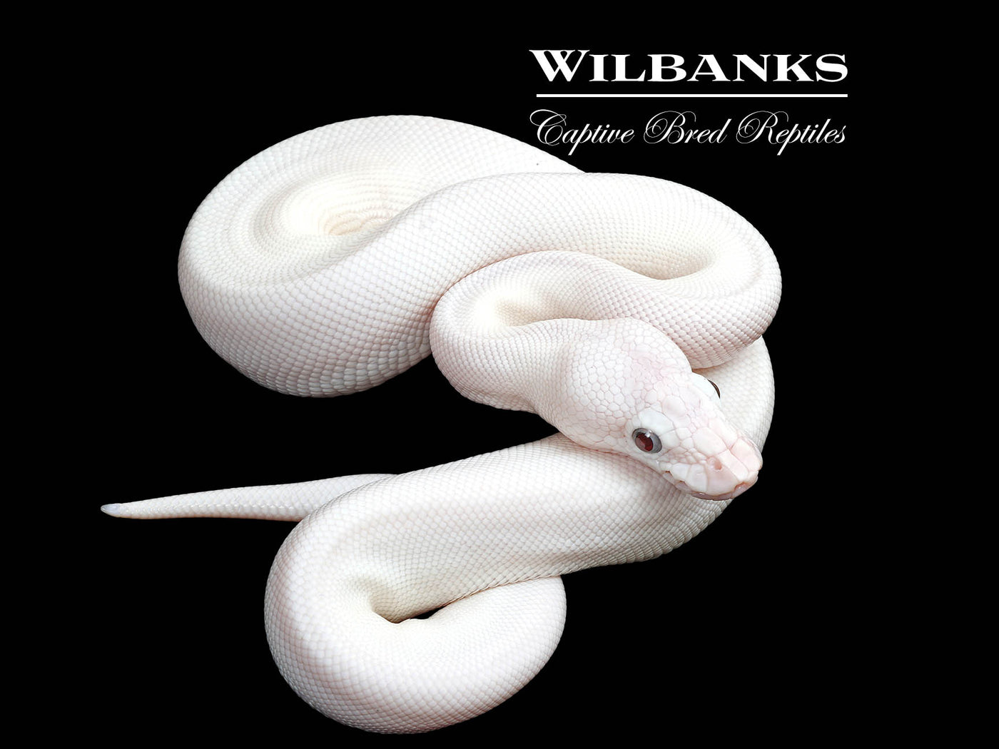 Blue Eyed Leucistic (Mojave Butter) Ball Python ♀ '25