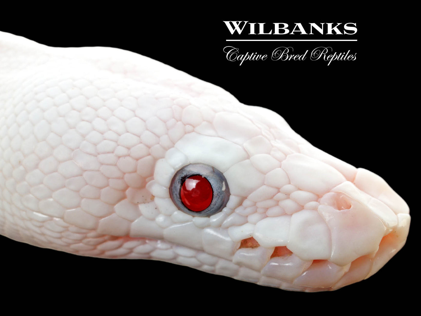 Blue Eyed Leucistic (Mojave Butter) Ball Python ♀ '25