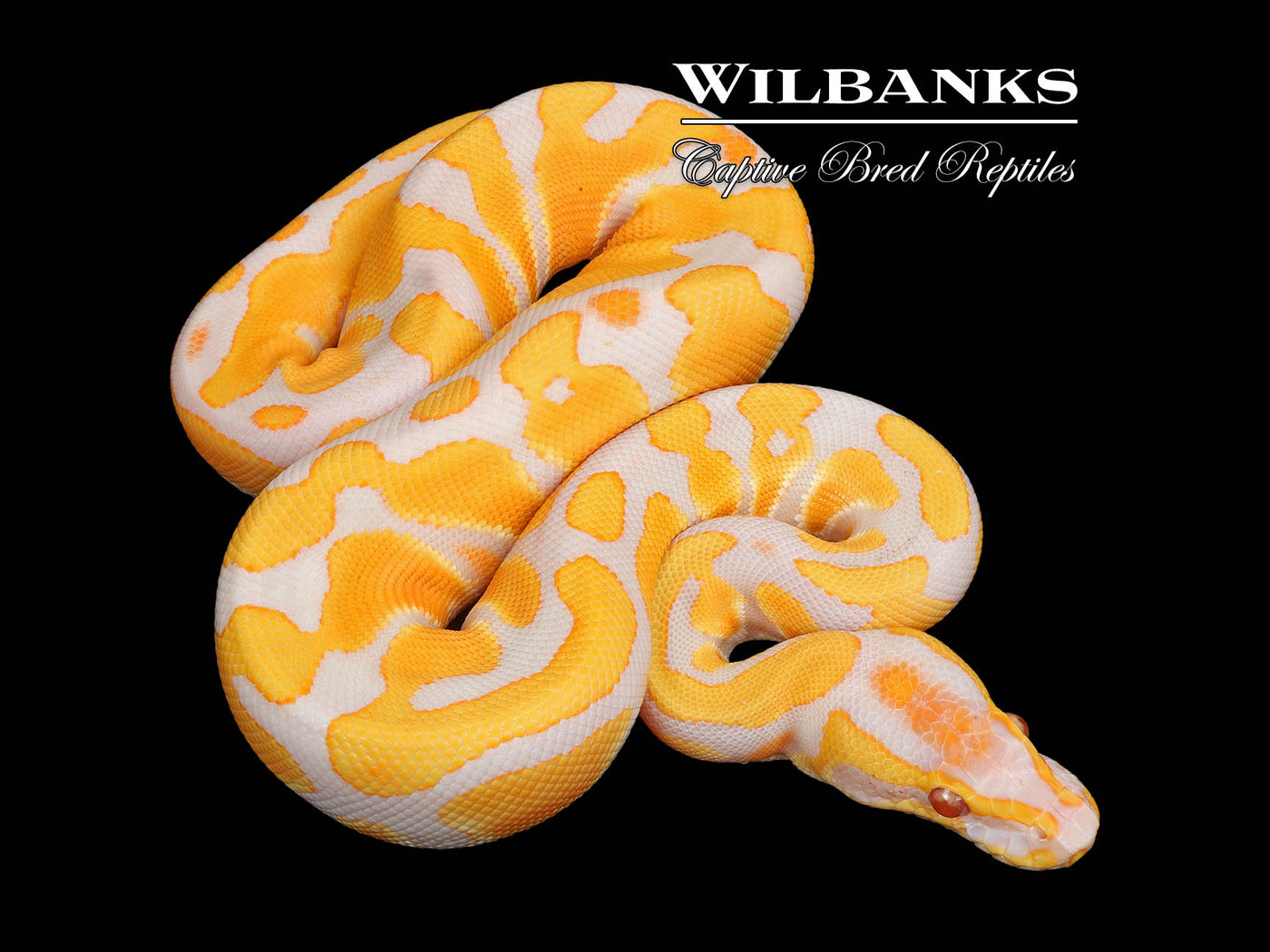 Lavender Albino Enchi 100% Het. Pied Ball Python ♀ '25