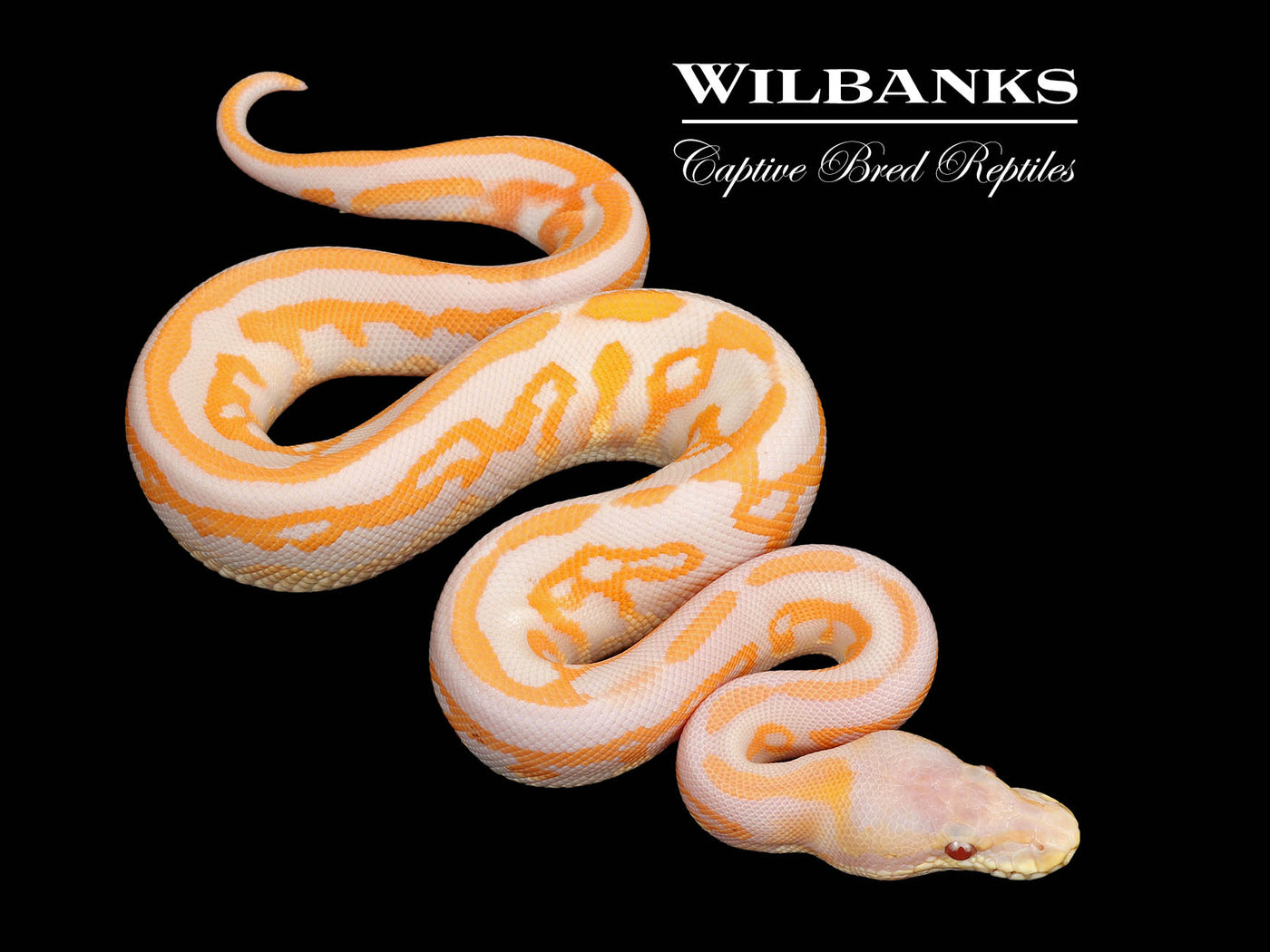 Lavender Leopard Cinnamon Ball Python ♂ '25