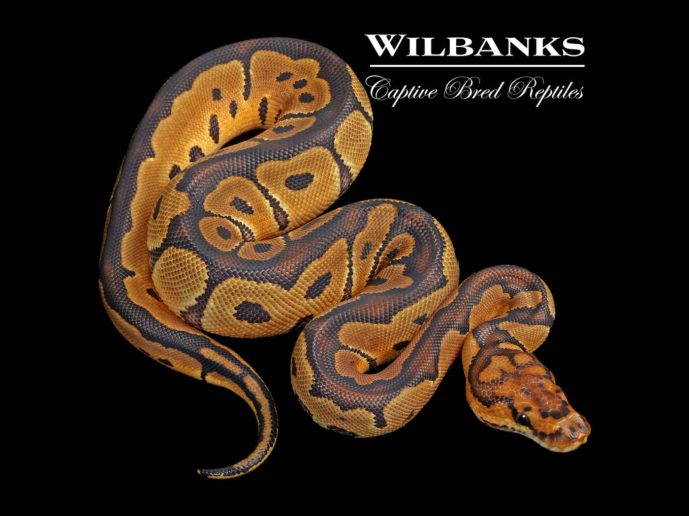 Clown Ball Python ♀ '25