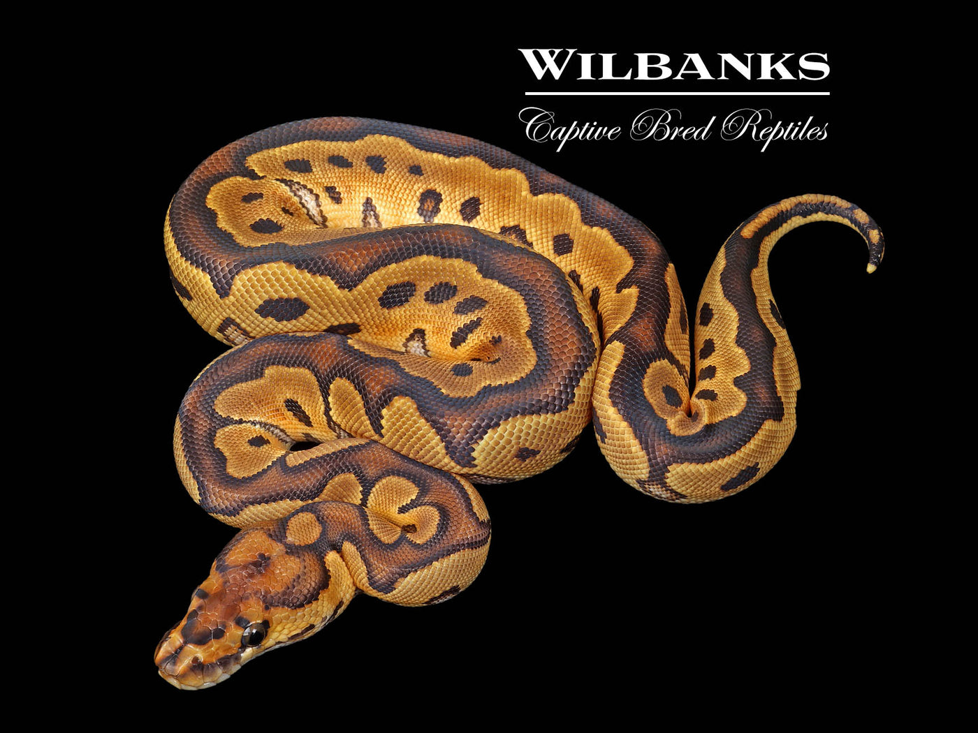 Clown Ball Python ♀ '25