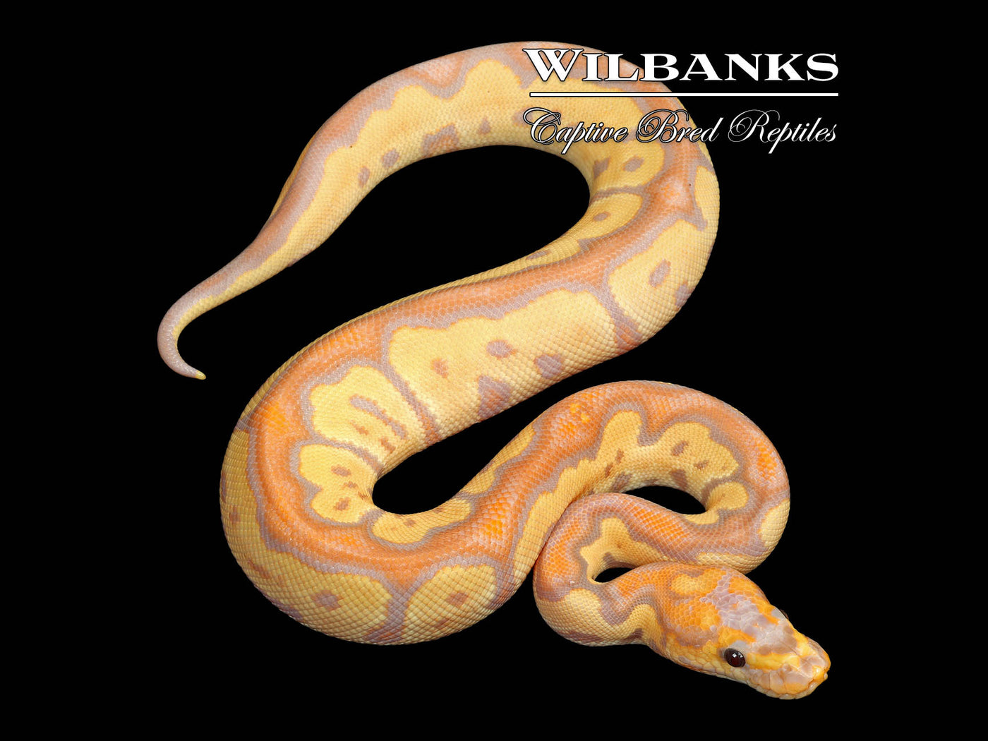Banana Clown Ball Python ♂ '25