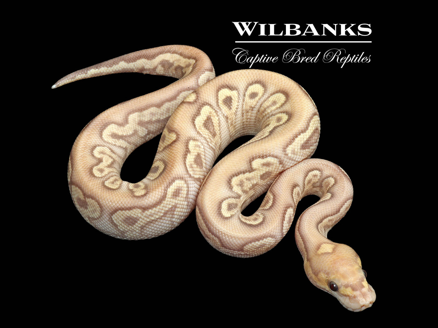 GHI Banana Mojave Clown Ball Python ♂ '25