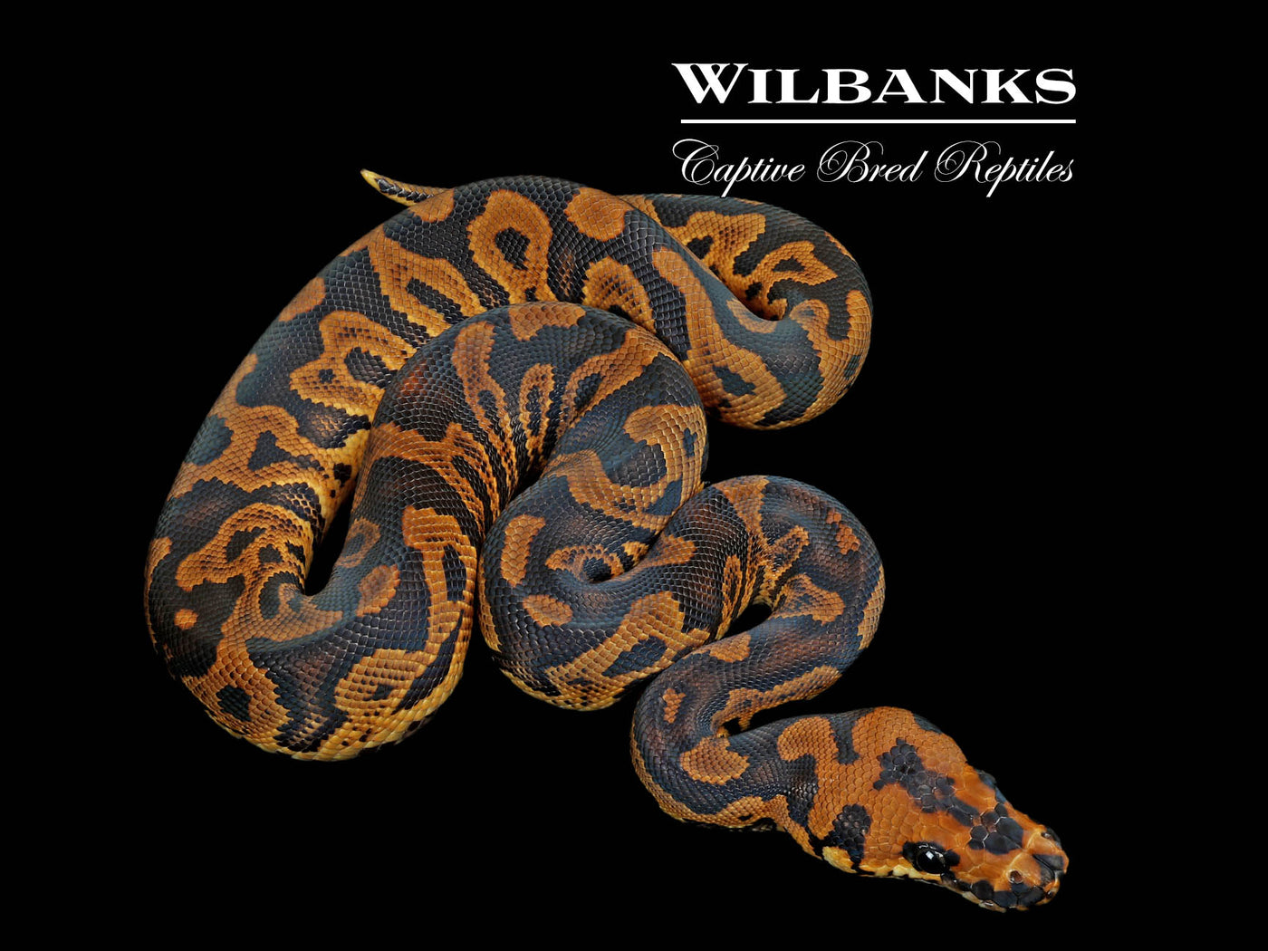 Acid Clown Ball Python ♂ '25