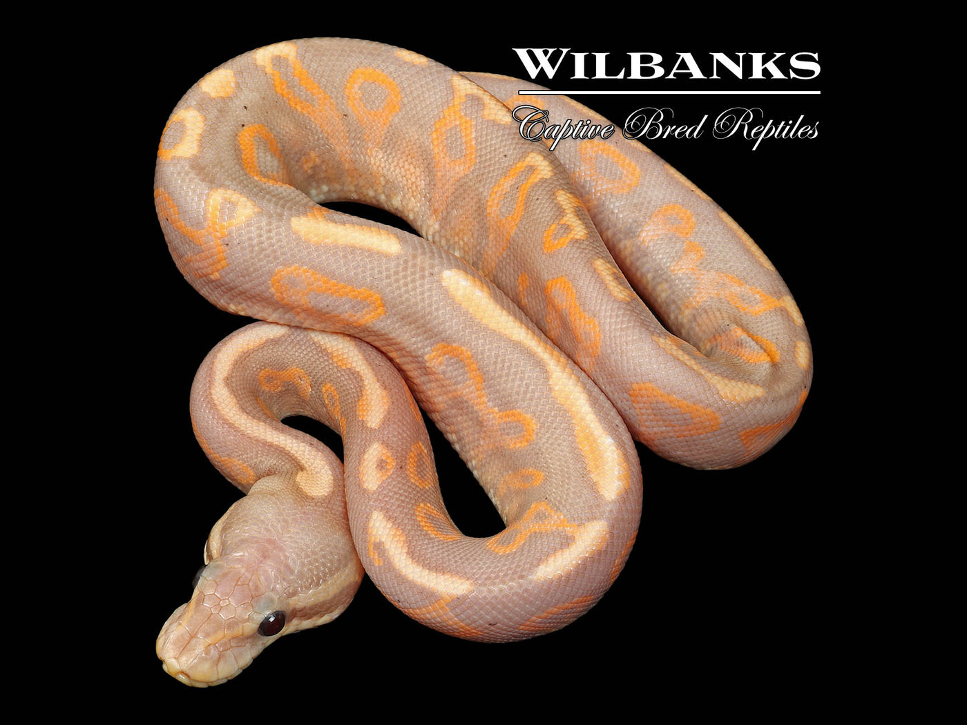 Banana Cinnamon Yellow Belly Ball Python ♂ '25