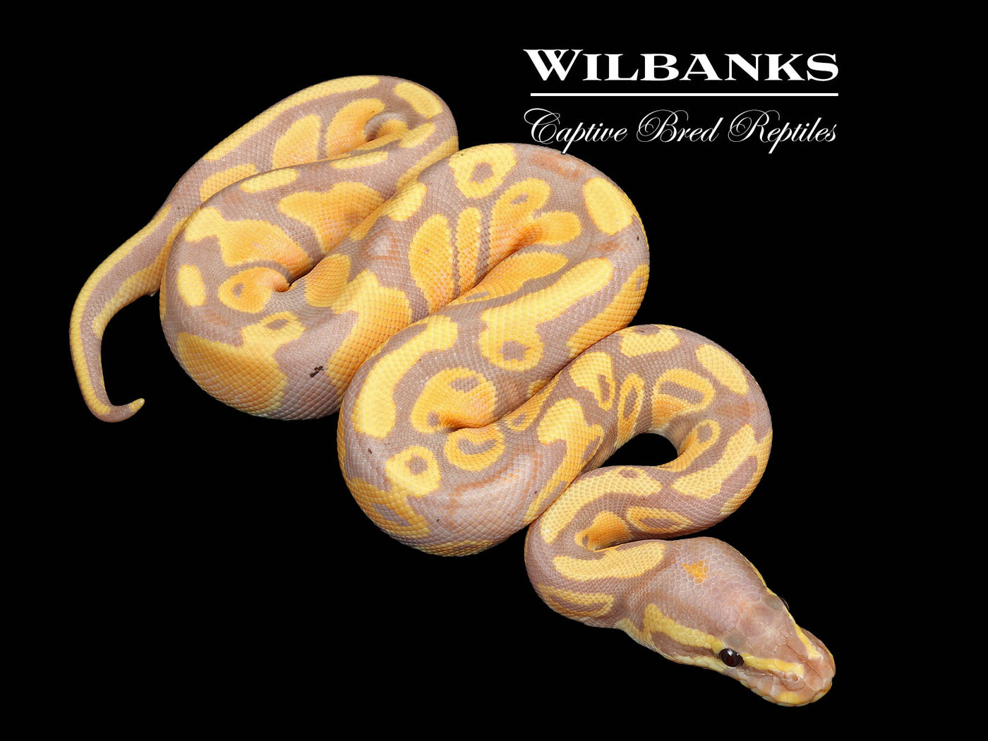 Banana 100% Het. Pied Ball Python ♂ '25