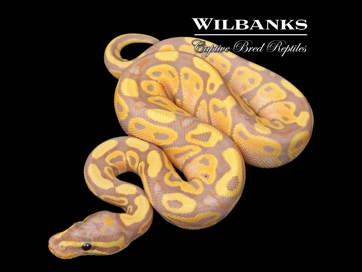 Banana 100% Het. Pied Ball Python ♂ '25