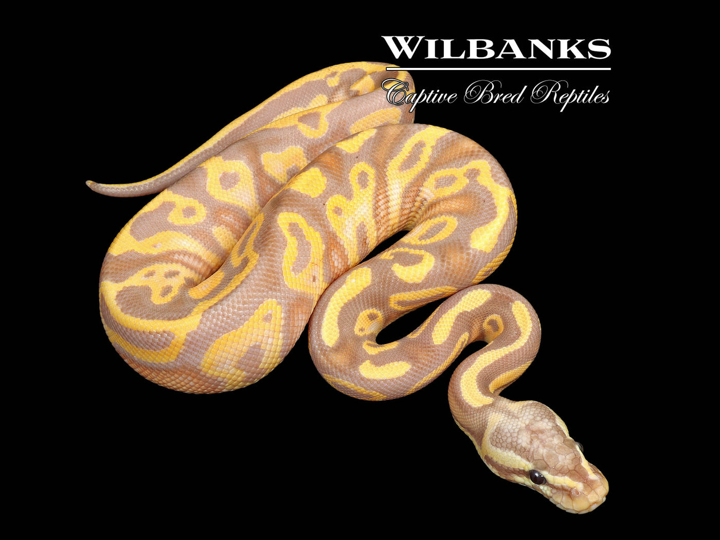 Banana Leopard Pastel Ball Python ♂ '25