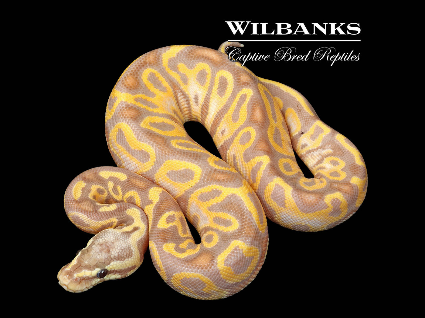 Banana Pastel Leopard Ball Python ♀ '25