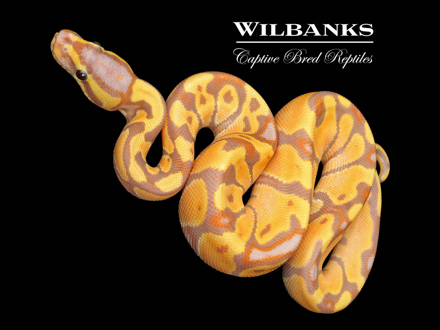 Banana Enchi Ball Python ♂ '25