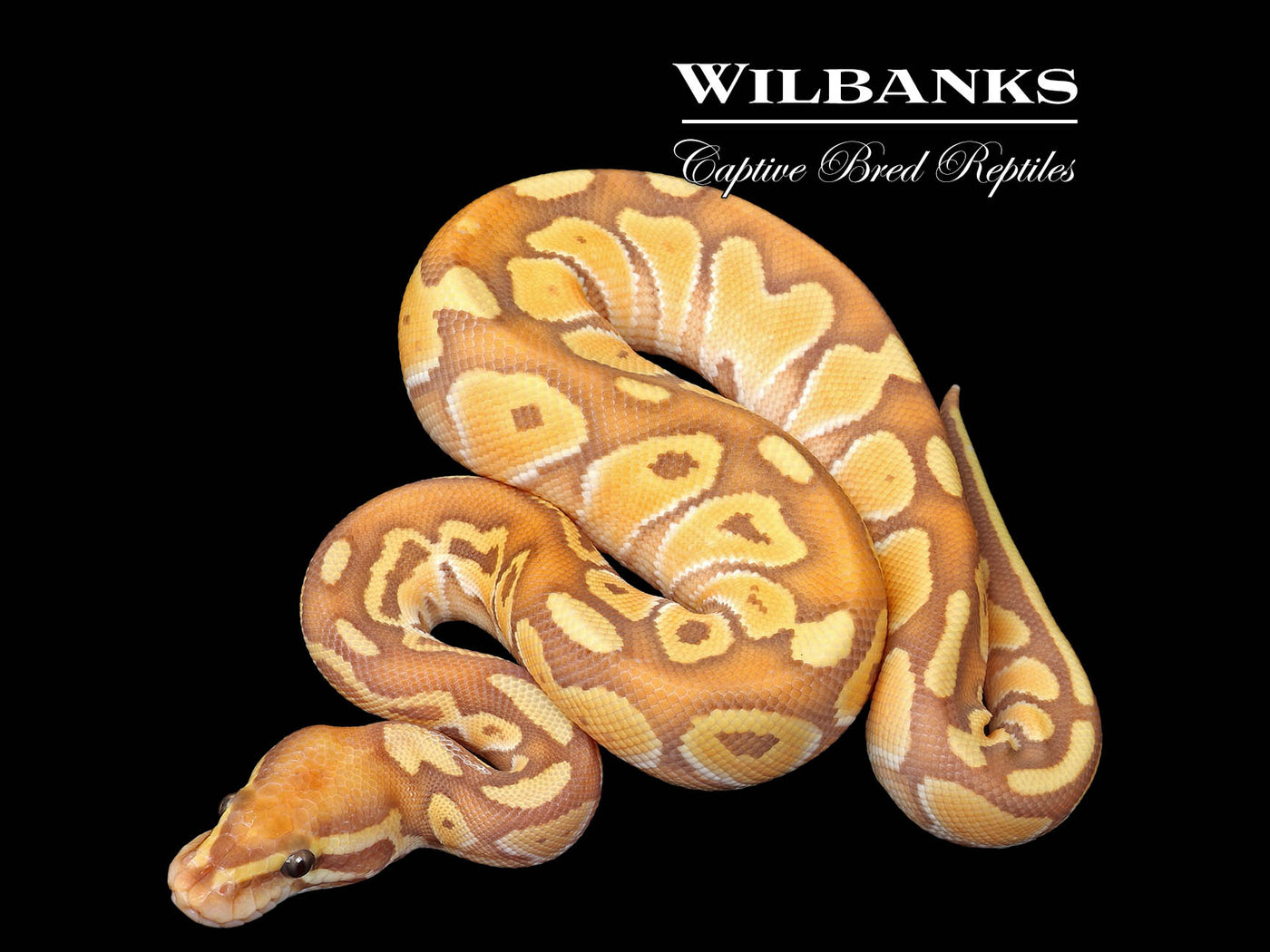 Banana Butter Ball Python ♂ '25