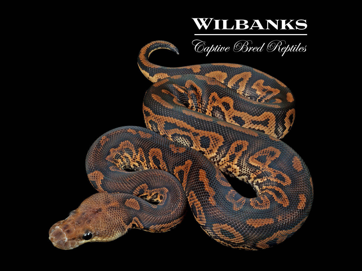 Acid Cinnamon Clown Ball Python ♂ '25