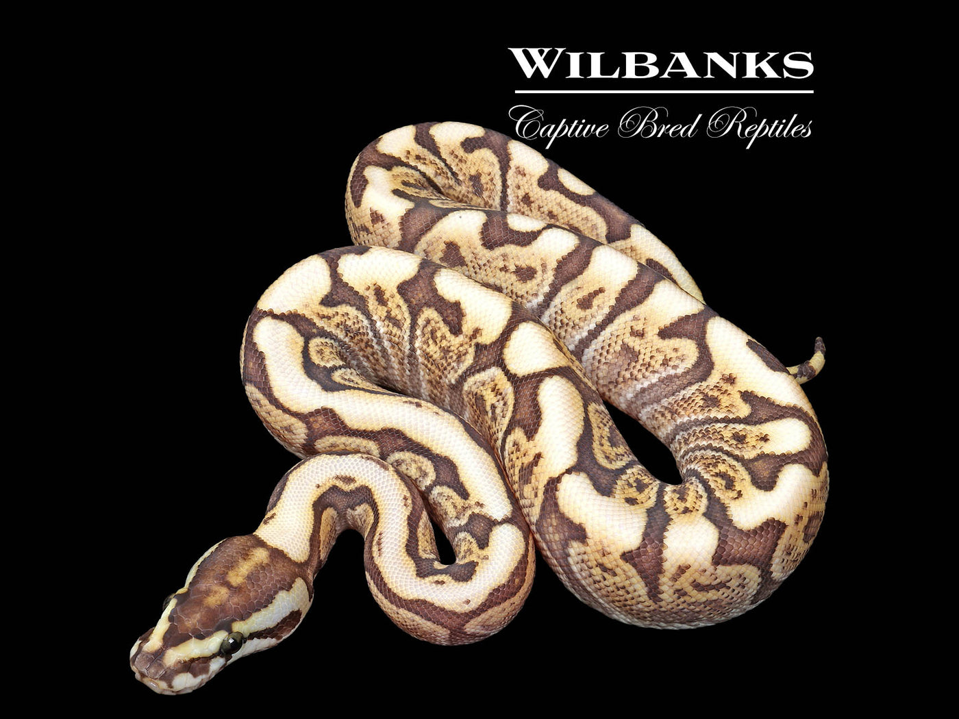 Mojave Spider GHI Ball Python ♀ '25