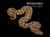 Leopard Spotnose 100% Het. Axanthic (VPI) Ball Python ♀ '26