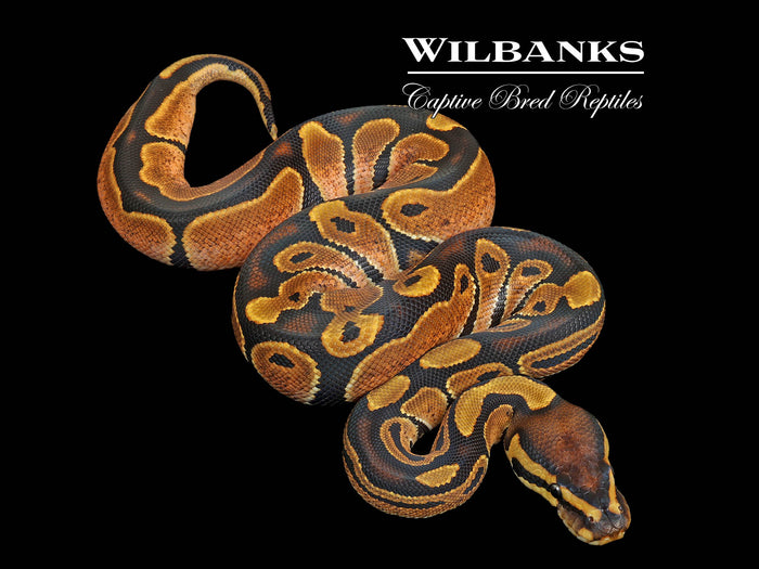 Sugar Ball Python ♀ '26