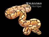 Spider Baker Special 100% Het. Orange Crush Ball Python ♂ '26