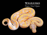 Banana Pied Ball Python ♂ '26