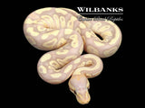 Banana Fire Mojave Ball Python ♂ '26