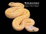 Banana Lemon Blast Leopard Ball Python ♀ '26