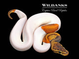 Leopard Pinstripe Pied Ball Python ♀ '26