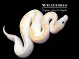 Super Fire Ball Python ♀ '26